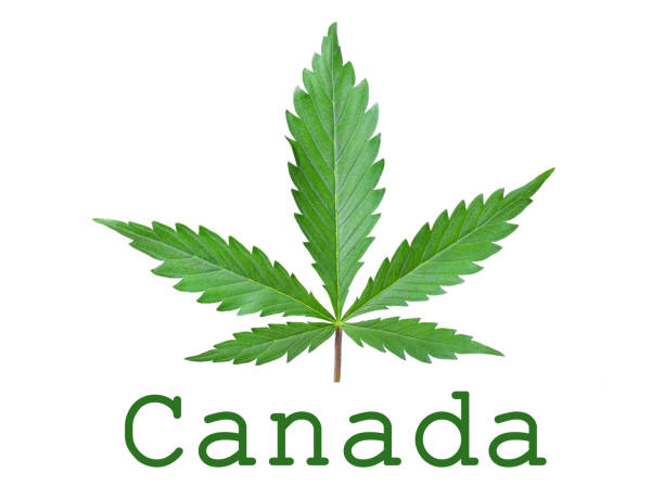 istock Cannabis legalization symbol in Canada isolated.Green hemp leaf and text with copy space 1184493323