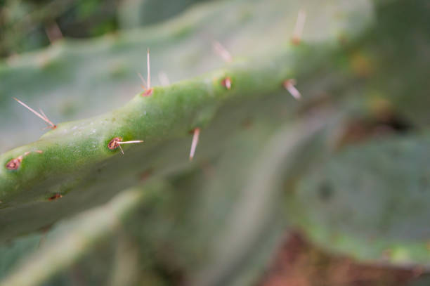 Prickly pear cactus blossom