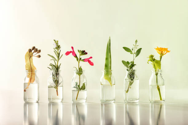 Row jars with liquid and plants inside natural medicine concept