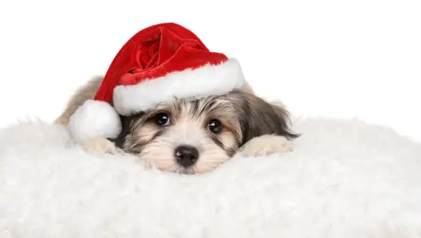 Cute Bichon Havanese puppy dog lying on a white cushion in Santa's hat - isolated on white background
