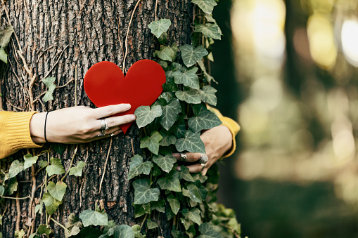 woman hand in the woods puts a heart shape on the trunk to tell us that every tree has a heart. Background of pines forest. Earth day concept. Together save the planet from deforestation. Girl sharing her heart with the tree.