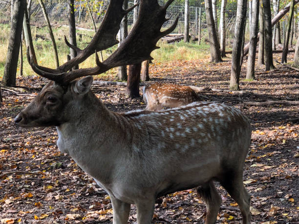 istock Large sika deer with antlers 1184496940
