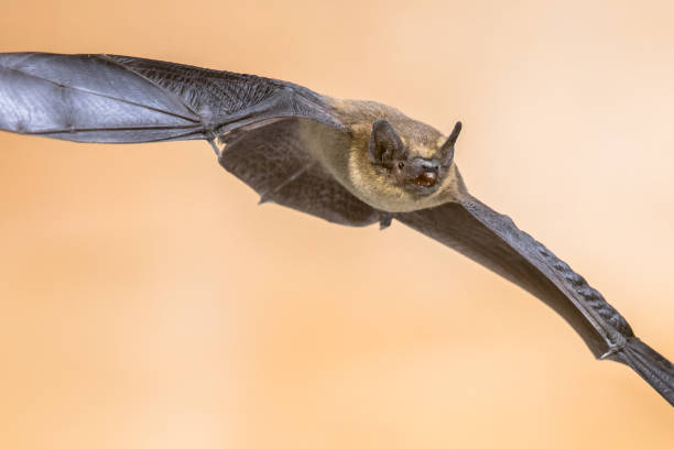 istock Flying Pipistrelle bat in front of brick wall 1184497084