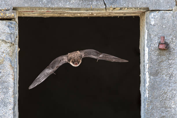 Natterers bat flying through window Natterer's bat (Myotis nattereri) flying through window from roost site inside barn echolocation photos stock pictures, royalty-free photos & images