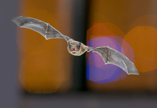 Flying Pipistrelle bat (Pipistrellus pipistrellus) animal hunting on colorful background of window in church attic while lights are shining through. This species is know for roosting and living in urban areas in Europe and Asia.