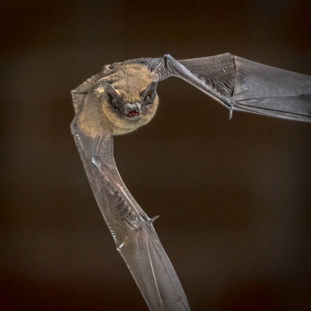 istock Flying Pipistrelle bat in front of brick wall square 1184497665