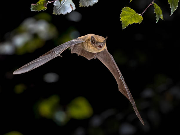 istock Flying Pipistrelle bat iin natural forest background 1184497678