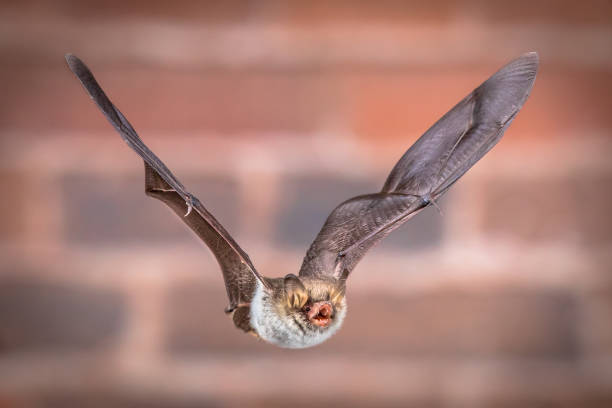 istock Flying Natterers bat isolated on brick background 1184497713