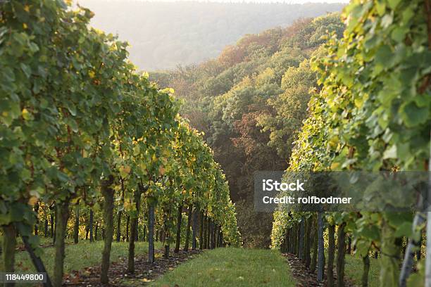 Azienda Vinivola - Fotografie stock e altre immagini di Alchol - Alchol, Ambientazione esterna, Autunno