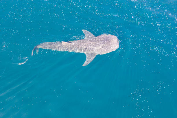 istock Aerial View of Whale Shark Feeding at Surface 1184498096
