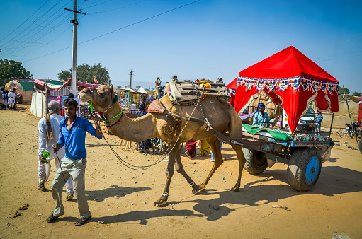 Bikaner, India - Dec 29, 2019: Camel carts transporting goods in Bikaner's market. Bikaner, Rajasthan in India