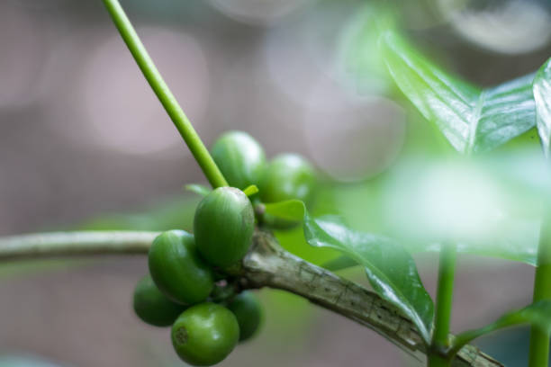 istock Coffee plant, plantation, green beans on a branch, not processed 1184498788