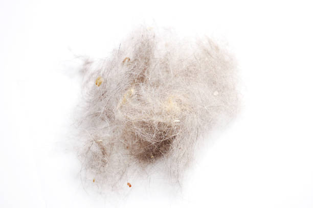 istock Wad fur ball isolated on white background 1184498922