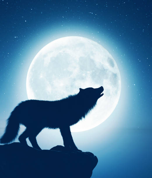 istock Wolf howling at the moon,3d illustration 1184499697