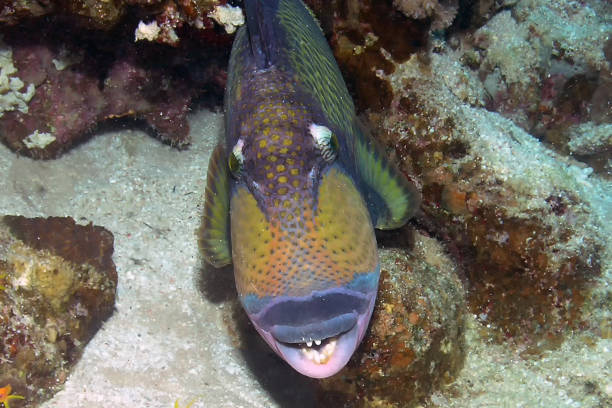 タイタントリガーフィッシュ(バリストイデスビリデセン) - red sea taba sand reef ストックフォトと画像