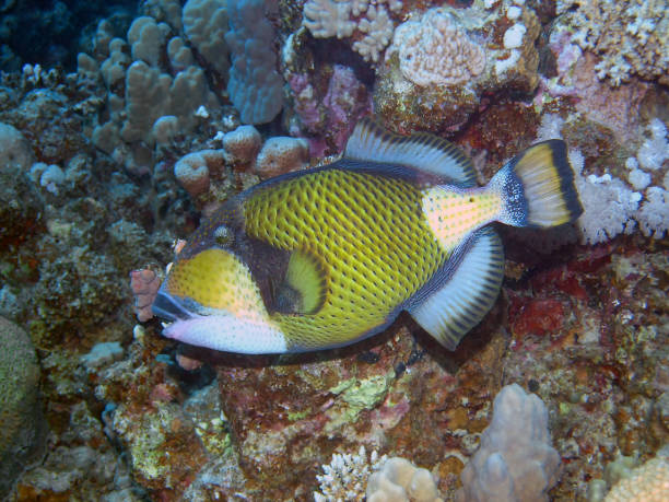 un poisson-déclencheur titan (balistoides viridescens) - red sea taba sand reef photos et images de collection