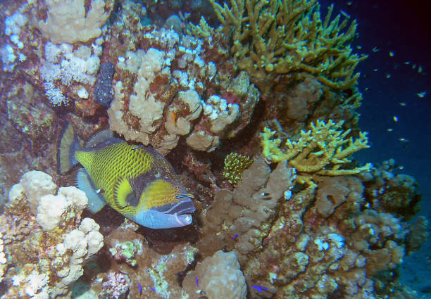 un poisson-déclencheur titan (balistoides viridescens) - red sea taba sand reef photos et images de collection