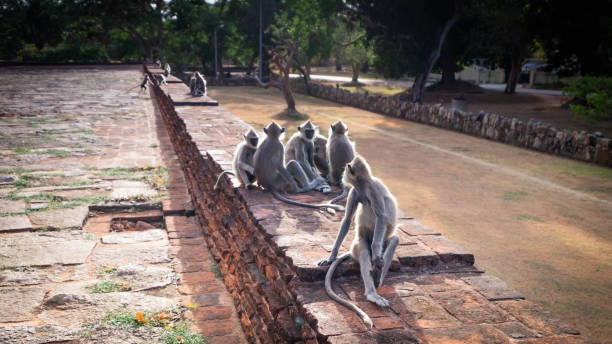 gray langur family, the type of monkeys sitting on the wall, sri lanka. - buddhism sigiriya old famous place imagens e fotografias de stock