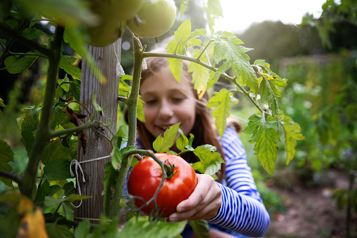 Proud girl holding ripe, red tomatoes in the garden