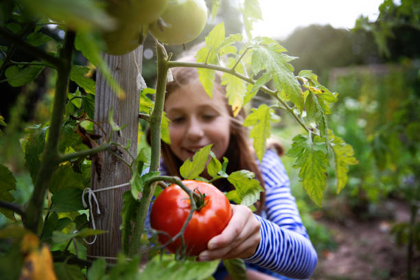 tomates orgânicos - gardening child vegetable garden vegetable - fotografias e filmes do acervo