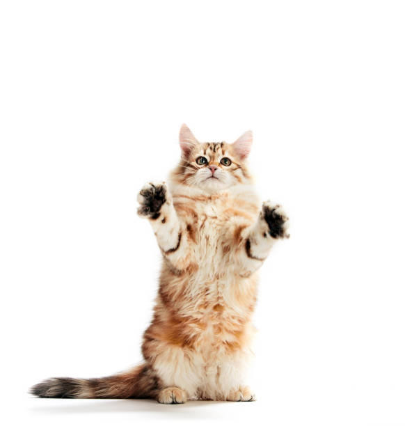 istock A funny kitten standing showing his paws. Isolated. Siberian cat 1184505154