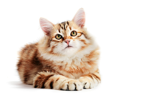 Siberian cat, a kitten lying and looking up. Isolated on white background. Purebred, red color type