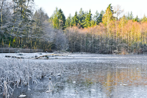 istock Morning hike at Green timbers regional park, Surrey, BC 1184505548