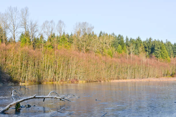 istock Morning hike at Green timbers regional park, Surrey, BC 1184505604