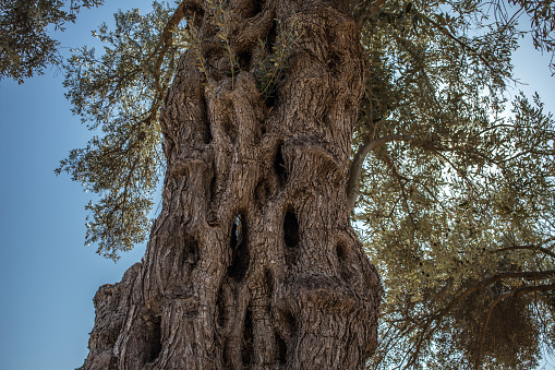 Aged olive trees with many deer on the trunk, in a natural landscape, in daylight