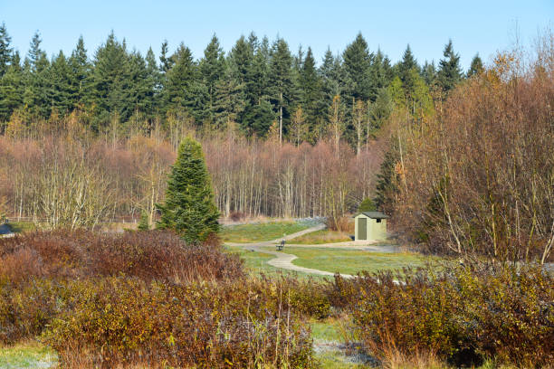 istock Morning hike at Green timbers regional park, Surrey, BC 1184506322