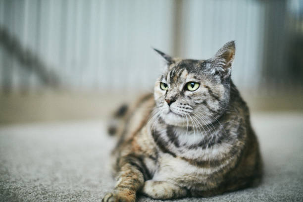istock Tabby adult cat relaxing on carpet 1184506423