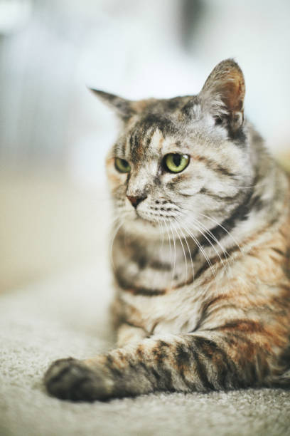 istock Tabby adult cat relaxing on carpet 1184506430