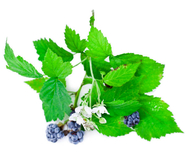 istock Blackberry with flowers and leaves 1184506626