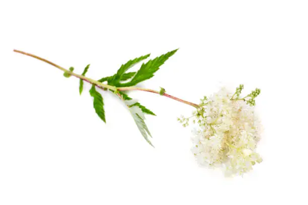 Filipendula ulmaria (meadowsweet or mead wort) plant isolated on a white background