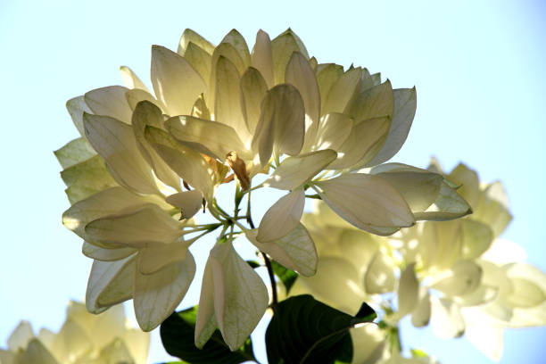 Mussaenda pubescens Nusa indah putih (Mussaenda pubescens) is a shrub belonging to the family Rubiaceae or copies mussaenda stock pictures, royalty-free photos & images