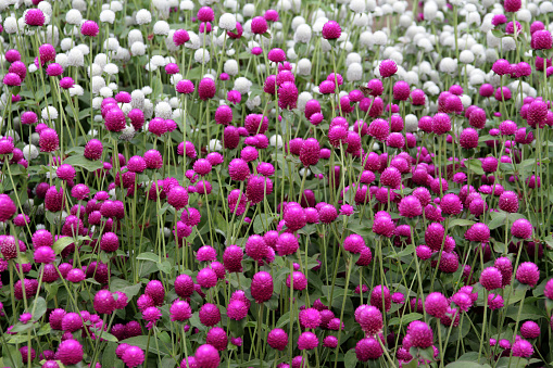 Gomphrena globosa, commonly known as globe amaranth, makhmali, and vadamalli, is an edible plant from the family Amaranthaceae. The round-shaped flower inflorescences are a visually dominant feature and cultivars have been propagated to exhibit shades of magenta, purple, red, orange, white, pink, and lilac. Within the flowerheads, the true flowers are small and inconspicuous.[1