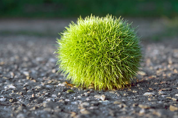 green felty chestnut low angle shot of a fresh green chestnut ball on tarmac vermehrung stock pictures, royalty-free photos & images