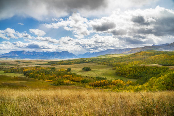 пейзаж прерий и предгорья горами - alberta prairie autumn field стоковые фото и изображения