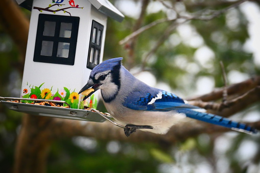 Quebec blue bird in close-up that feeds in a white feeder