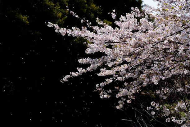 Cherry blossoms are falling. Cherry blossoms are fluttering in the soft breeze. fruit tree flower sakura spring stock pictures, royalty-free photos & images