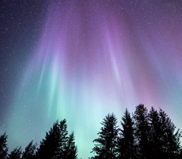 istock Northern Lights over tree silhouettes 1184514177