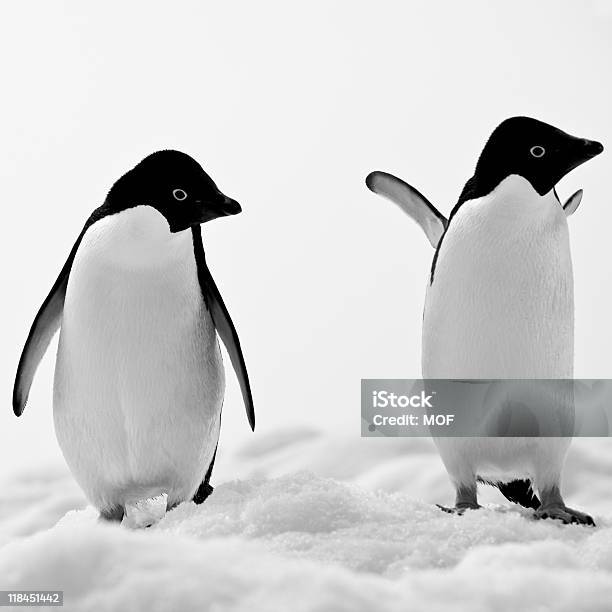 Foto de Iceberg Adelie Pinguins Na Ilha Paulet Antártica e mais fotos de stock de Antártica - Antártica, Congelado, Fauna Silvestre