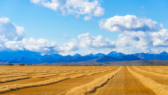 Overview of harvested field, Alberta, Canada.