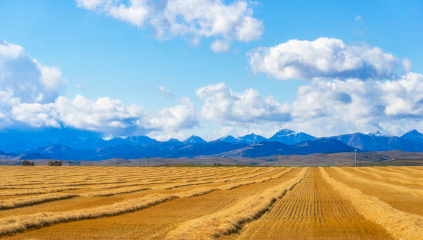 обзор заготовки поля, альберта, канада - alberta prairie autumn field стоковые фото и изображения