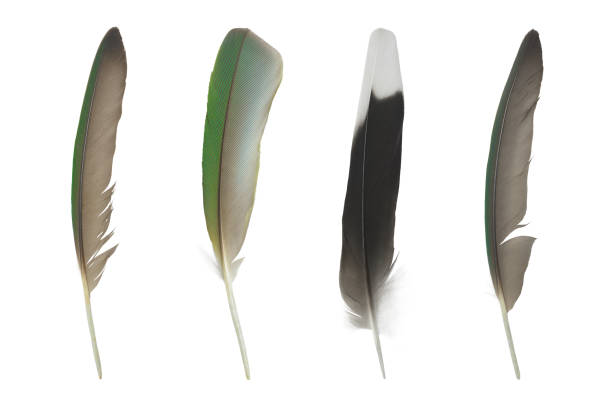 istock Beautiful collection parrot lovebird feather isolated on white background 1184522655