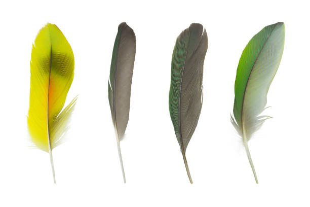 istock Beautiful collection parrot lovebird feather isolated on white background 1184522656