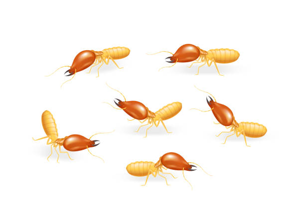 ilustrações de stock, clip art, desenhos animados e ícones de illustration termite isolated on white background, insect species termite ant eaten wood decay and damaged wooden bite, cartoon termite clip art, animal type termite or white ants - ant underground animal nest insect