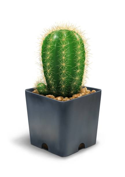 istock The Small Green Cactus with plastic flower pot isolated on White background 1184525188