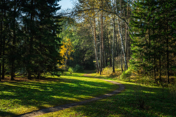 View on the green summer park