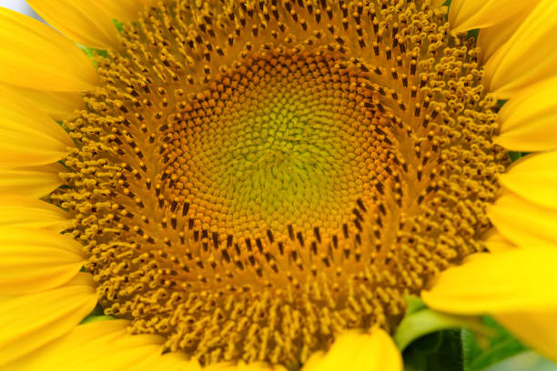 istock blooming sunflower close up on field 1184528656